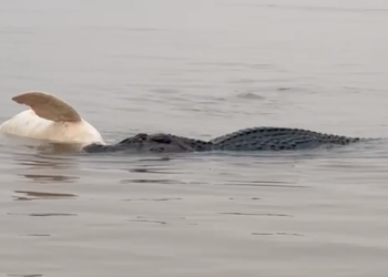 Jacaré gigante devora boto cor-de-rosa em ataque impressionante no rio Guaporé; vídeo viraliza nas redes sociais