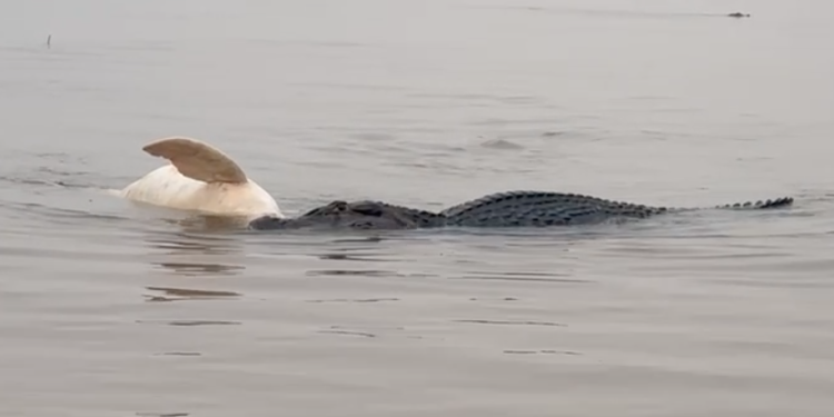 Jacaré gigante devora boto cor-de-rosa em ataque impressionante no rio Guaporé; vídeo viraliza nas redes sociais