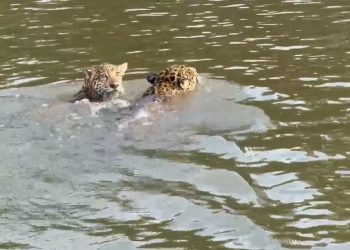 VÍDEO: Onça-pintada e filhote atravessam rio Guaporé para escapar de incêndio florestal