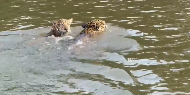 VÍDEO: Onça-pintada e filhote atravessam rio Guaporé para escapar de incêndio florestal