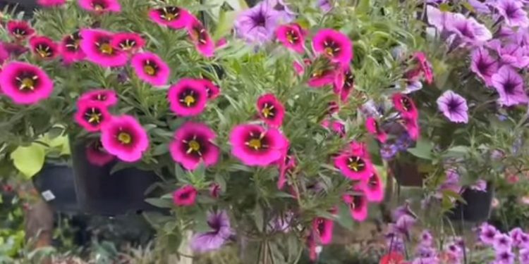 Festival de Flores de Holambra chega a Porto Velho com preços acessíveis