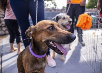 Prefeitura promove última campanha de castração gratuita do ano no dia 30