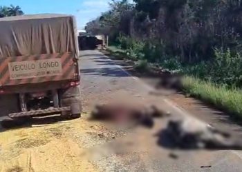 Grave acidente na BR-364 deixa animais mortos e interdita trecho da rodovia