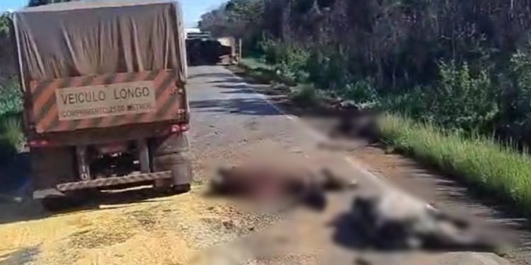 Grave acidente na BR-364 deixa animais mortos e interdita trecho da rodovia