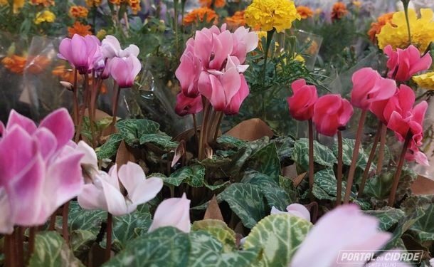 Festival de Flores de Holambra estende programação até 22 de dezembro em Porto Velho