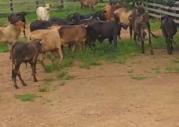 SUSPEITO DE FRAUDES NA COMPRA DE GADO É DETIDO EM BURITIS