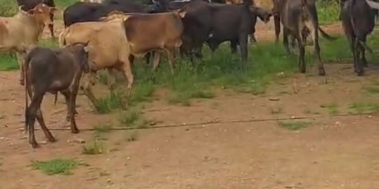 SUSPEITO DE FRAUDES NA COMPRA DE GADO É DETIDO EM BURITIS