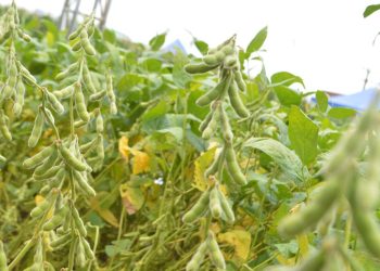 Prazo para plantio da soja termina nesta quinta-feira em Rondônia: produtores devem se apressar