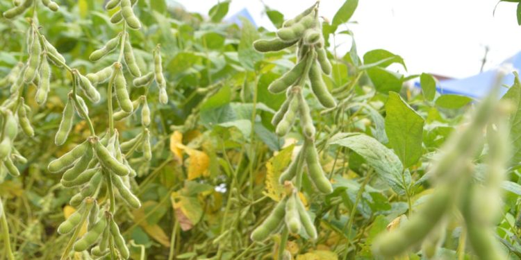 Prazo para plantio da soja termina nesta quinta-feira em Rondônia: produtores devem se apressar