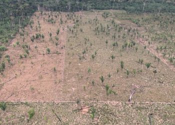 Desmatamento de mais de 600 campos de futebol é alvo de investigação do MPRO