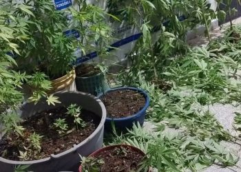 Casal é detido com mais de 30 pés de maconha em Ariquemes