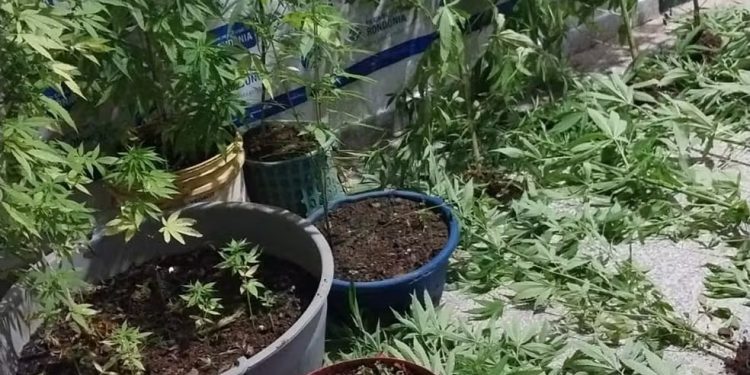 Casal é detido com mais de 30 pés de maconha em Ariquemes