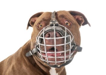 Uso de focinheiras para cães agressivos e cadastro obrigatório entram em vigor em Rondônia