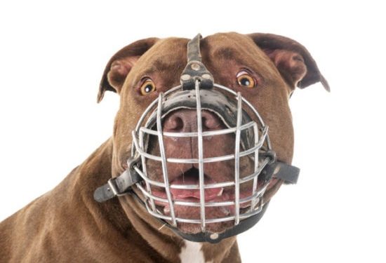 Uso de focinheiras para cães agressivos e cadastro obrigatório entram em vigor em Rondônia