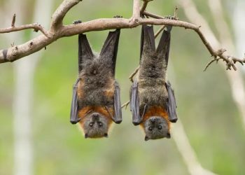 Morcegos invadem cidades em Rondônia: estudo revela ligação com desmatamento e clima