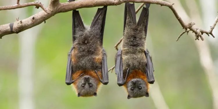 Morcegos invadem cidades em Rondônia: estudo revela ligação com desmatamento e clima