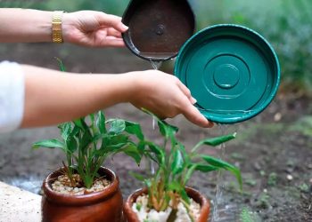 Governo de Rondônia reforça alerta sobre cuidados para prevenir a dengue