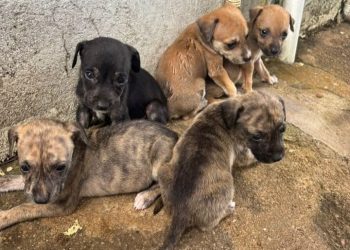Filhotes são encontrados abandonados em frente à Fiocruz na zona Sul de Porto Velho