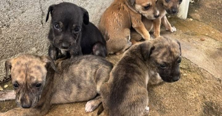 Filhotes são encontrados abandonados em frente à Fiocruz na zona Sul de Porto Velho