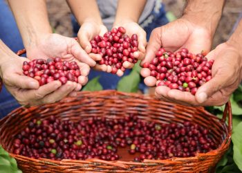 Rondônia bate recorde e exporta mais de 35 mil toneladas de café em 2024