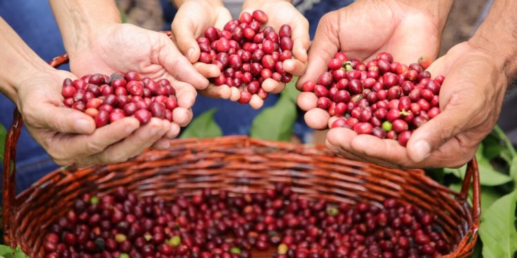 Rondônia bate recorde e exporta mais de 35 mil toneladas de café em 2024