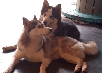 Casal de cães Husky Siberiano desaparece após arrombamento de portão em Porto Velho