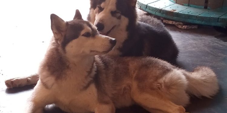 Casal de cães Husky Siberiano desaparece após arrombamento de portão em Porto Velho