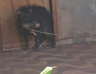 PORCO-DO-MATO É RESGATADO NO QUINTAL DE CASA EM ROLIM DE MOURA