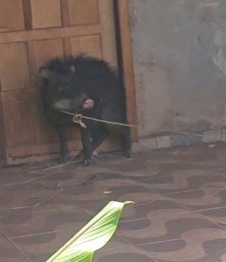 PORCO-DO-MATO É RESGATADO NO QUINTAL DE CASA EM ROLIM DE MOURA