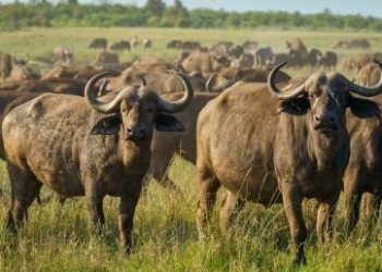 Búfalos em reserva ambiental de Rondônia preocupam autoridades e MPF cobra medidas