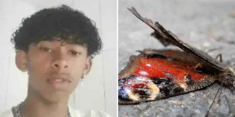 Adolescente morre após injetar mistura com borboleta morta na veia