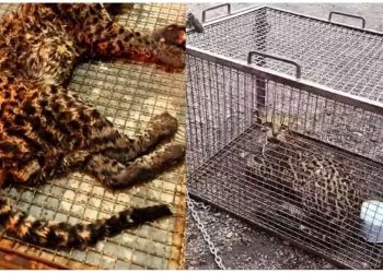 Jaguatirica é resgatada após cair em tanque de unidade de tratamento em Ji-Paraná