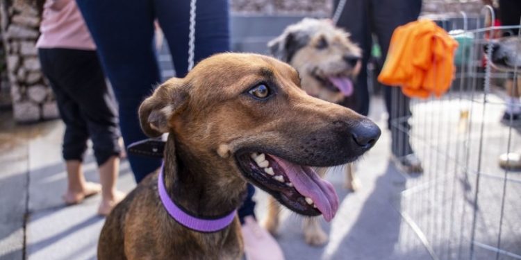 Castrações gratuitas de cães e gatos serão realizadas em Porto Velho