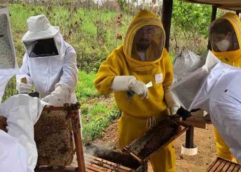 Cadastro de apicultores e meliponicultores é iniciado em Rondônia