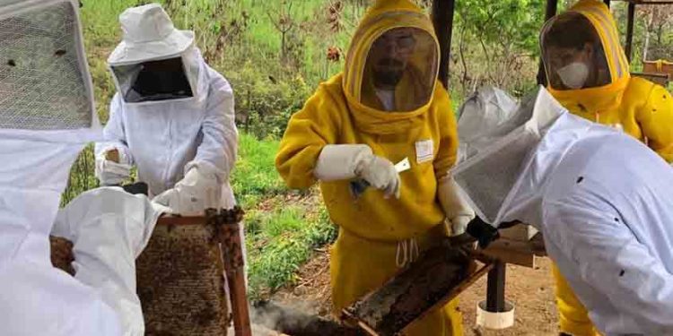 Cadastro de apicultores e meliponicultores é iniciado em Rondônia
