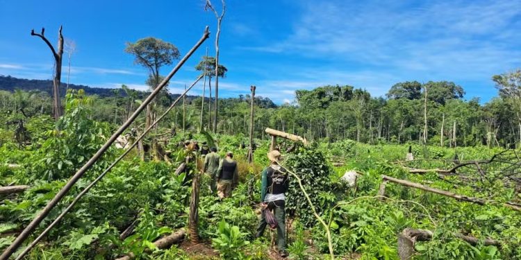Fiscalização ambiental encontra indícios de invasão em área protegida de Rondônia