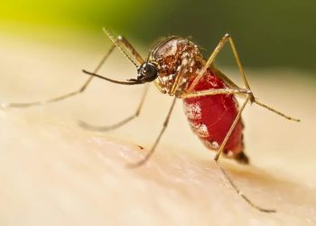 Casos de dengue caem 78,8% em Rondônia nos primeiros meses de 2025