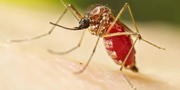 Casos de dengue caem 78,8% em Rondônia nos primeiros meses de 2025