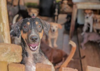 Porto Velho reforça fiscalização para combater maus-tratos a animais