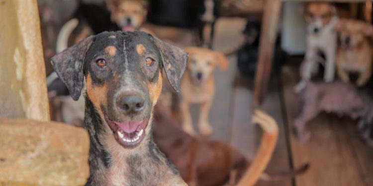 Porto Velho reforça fiscalização para combater maus-tratos a animais