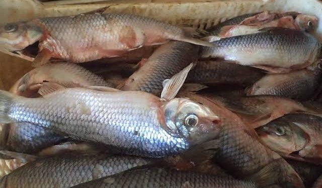 Especialistas alertam para riscos de consumir peixes capturados em igarapés urbanos alagados