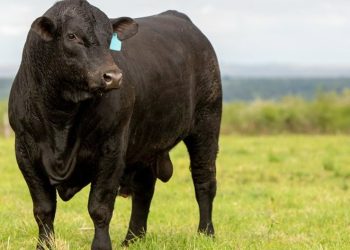 Desconto de 70% em avaliação genômica para raças Angus e Brangus é oferecido no Sul do país