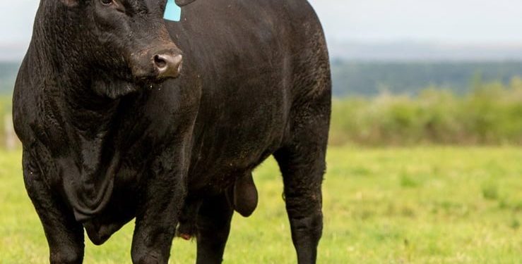Desconto de 70% em avaliação genômica para raças Angus e Brangus é oferecido no Sul do país