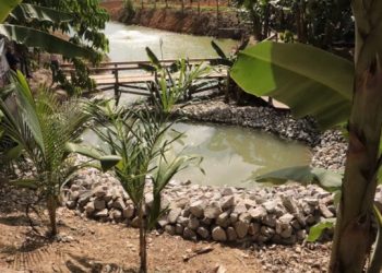 Emater-RO prepara espaço com vitrines tecnológicas para a Rondônia Rural Show Internacional