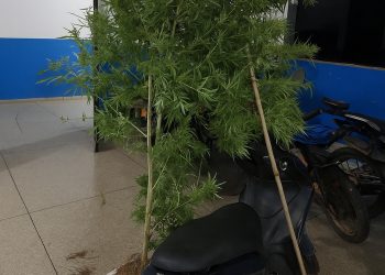 Suspeito é preso com droga, pé de maconha e balança