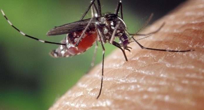 Duas mulheres morrem por dengue e chikungunya em Rondônia