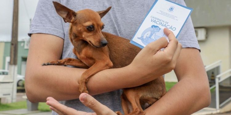 Caso suspeito de leishmaniose canina é identificado em Porto Velho