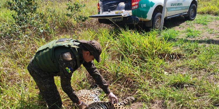 Onça-pintada é encontrada morta às margens de rodovia após atropelamento