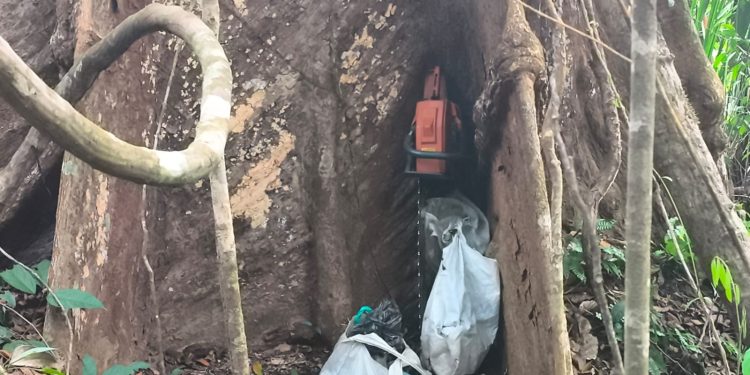 Crimes ambientais continuam a ameaçar Parque Estadual de Guajará-Mirim