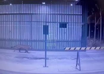 Onça-pintada tenta invadir condomínio de luxo em Ji-Paraná